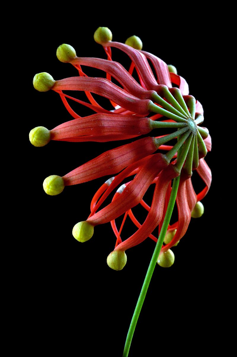Firewheel Flower Ltd Ed Print