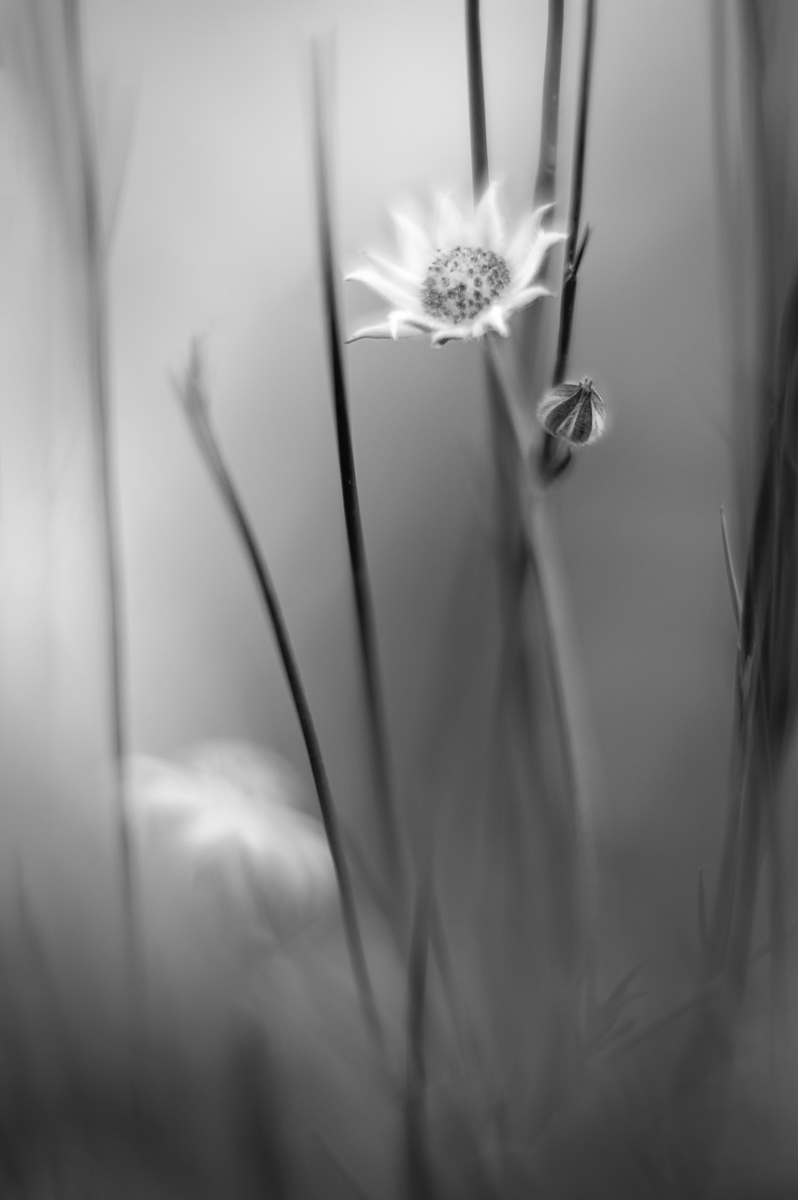 Moonflower – Ltd Ed Print