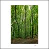 Pj 028. Forrest Germany.75x75cm