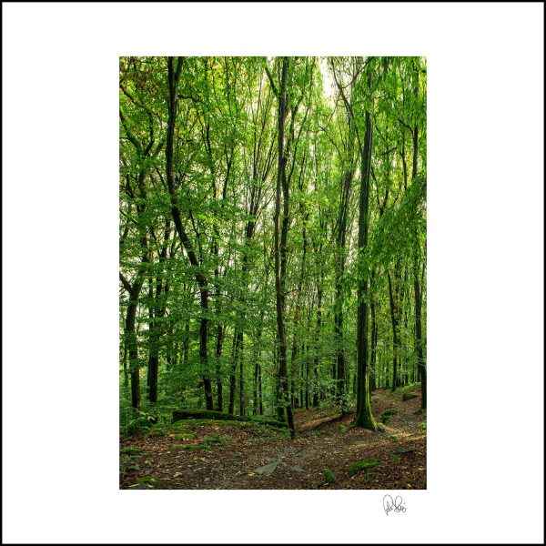 Pj 028. Forrest Germany.75x75cm