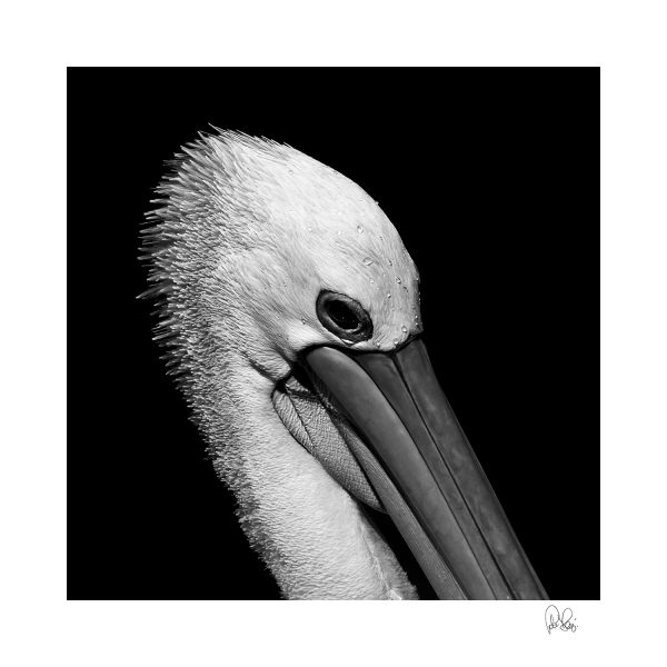 Pj 035.s. Bw.pelican 75x75cm