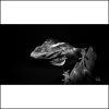 Pj 041.1.s. Iguana.75x75cm