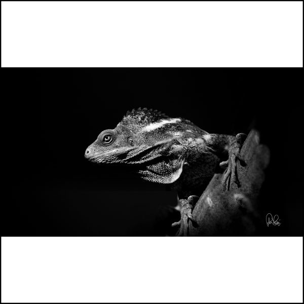 Pj 041.1.s. Iguana.75x75cm