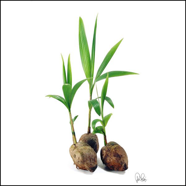 Pj 050.1.s.three Loose Coconuts. 75x75cm