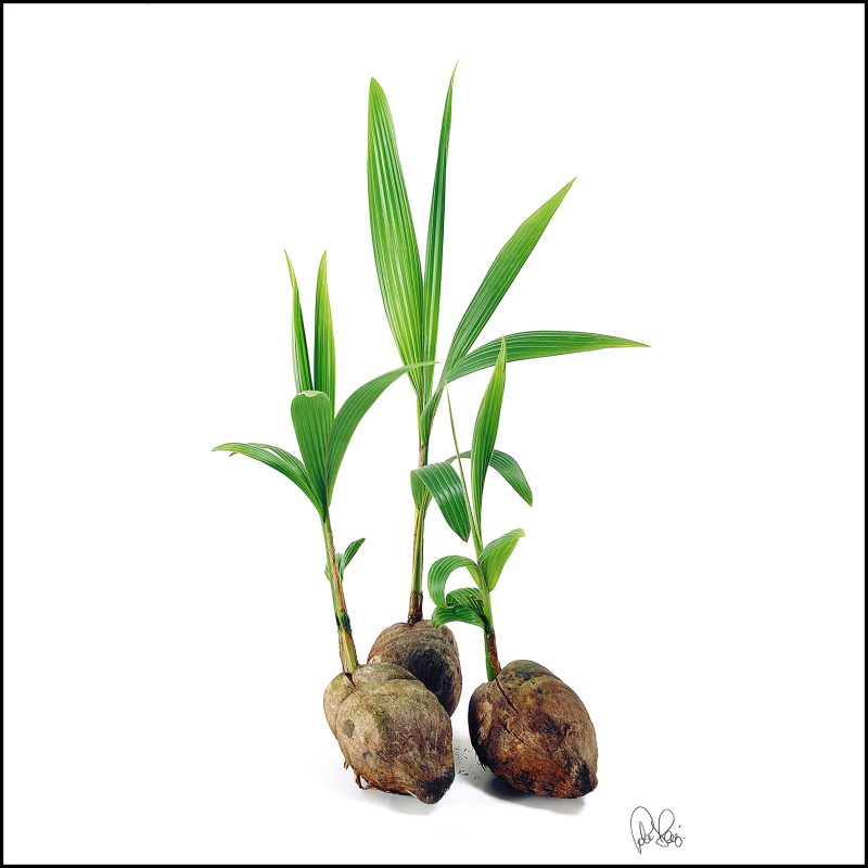 PJ 050 Three Loose Coconuts