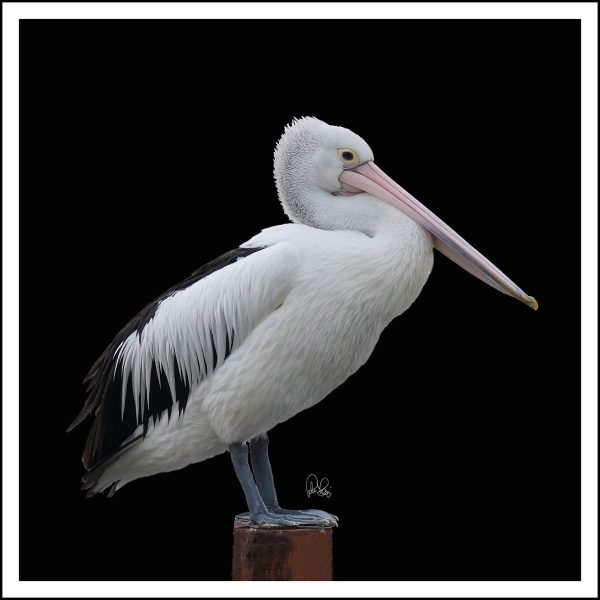 Pj 060.1.s. Pelican 135x135cm