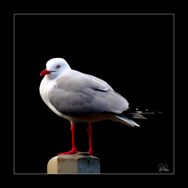 Pj 062.s. Seagull.black Border.75x75cm
