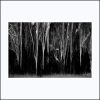 Pj 089.s. Long Gum Forrest, 75x75cm.bw