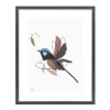 Truemotion Superb Fairywren
