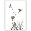 Yellow Faced Honeyeater White Frame