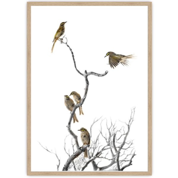 Yellow Faced Honeyeaters Oak Frame