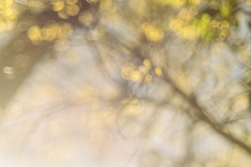 Autumn Light — Ltd Ed Print