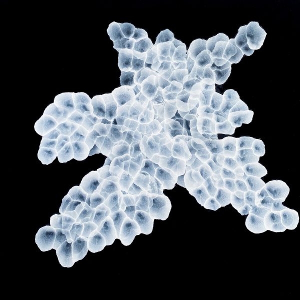 Bio Bloom Rockpool Gathering E