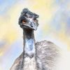 Curious Emu