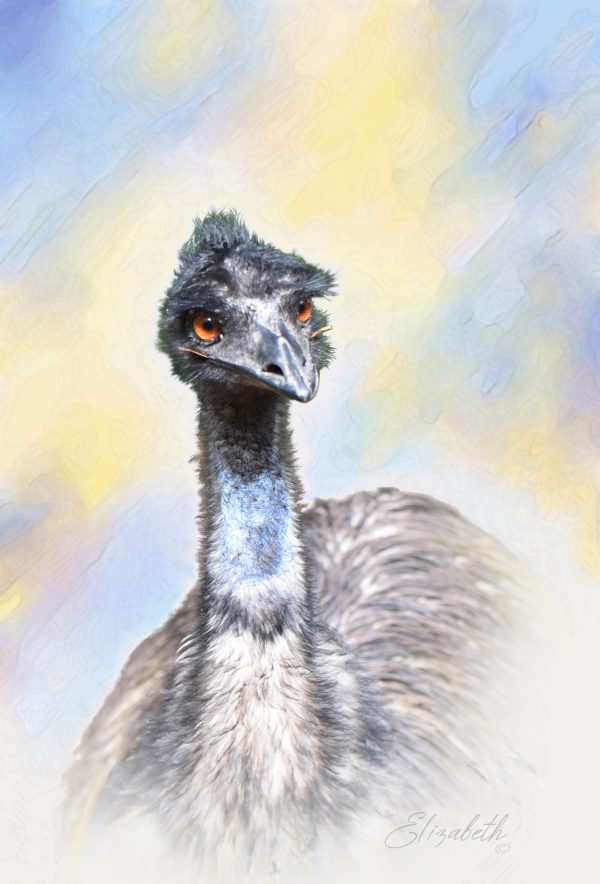 Curious Emu