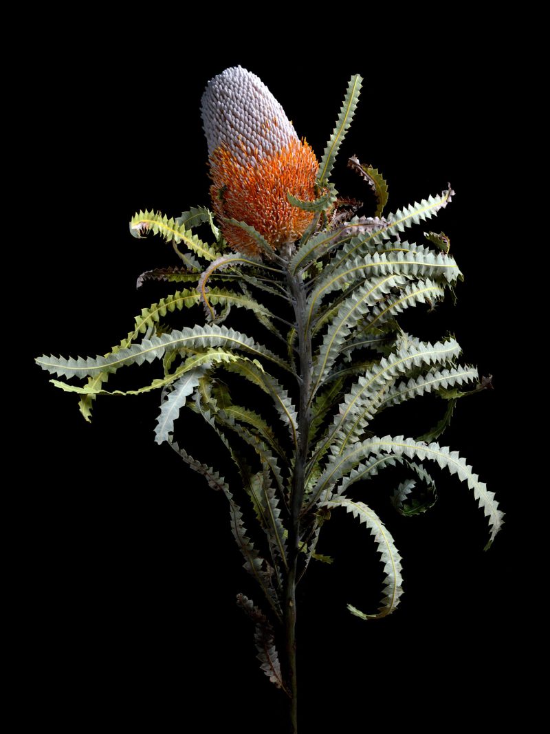 Acorn Banksia Ltd Ed Print