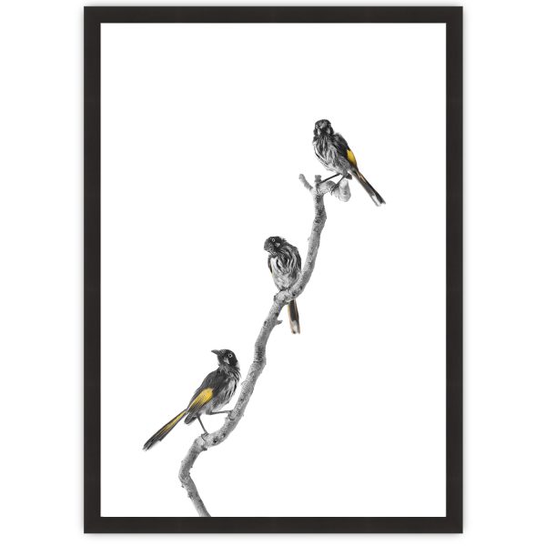New Holland Honeyeater Study