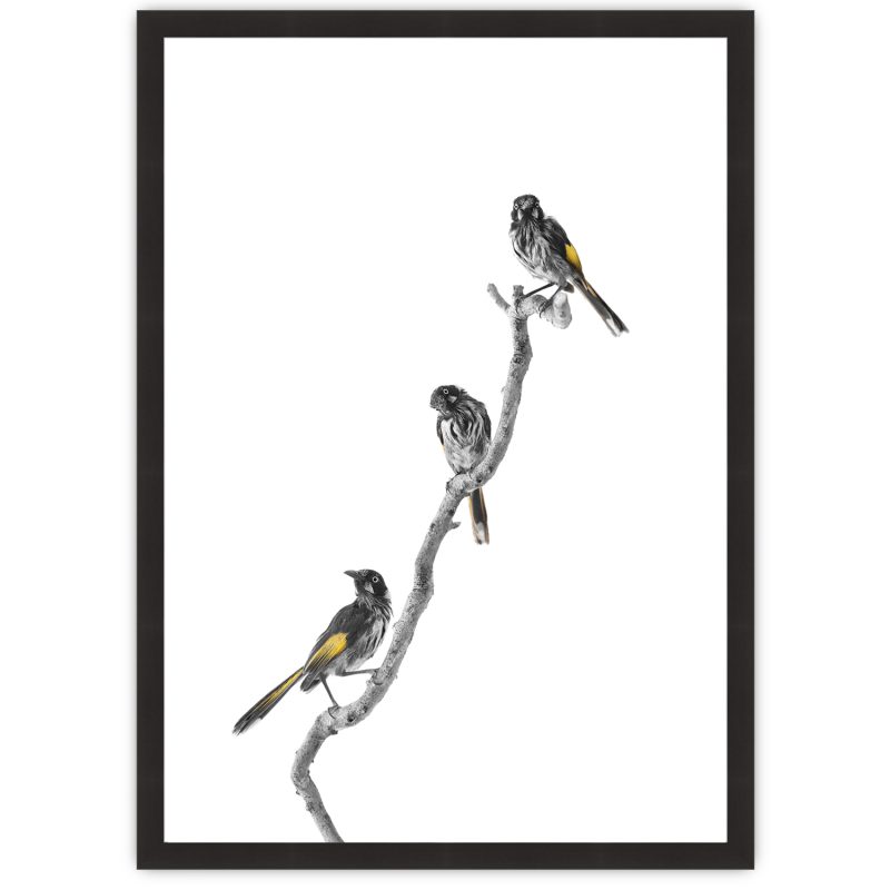 New-holland Honeyeater Study
