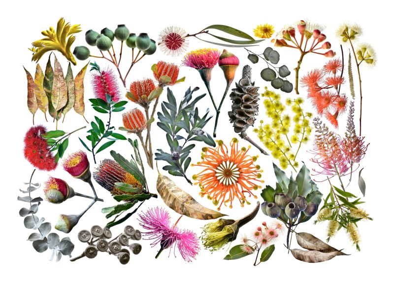 Flora Australiae – Ltd Ed Print