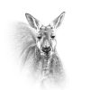 Red Kangaroo Head Portrait