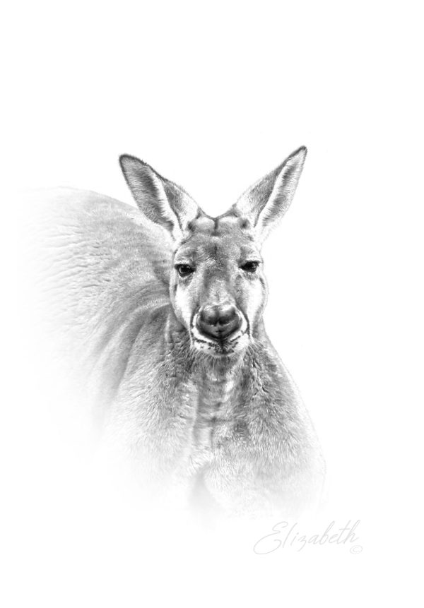 Red Kangaroo Head Portrait