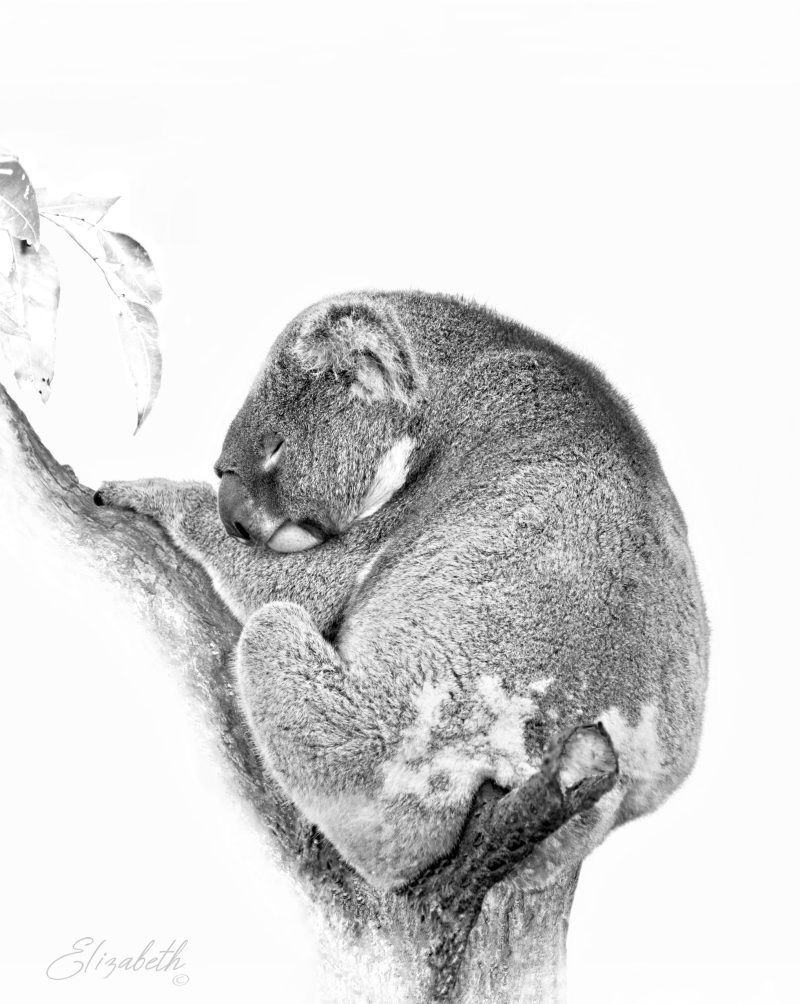 Koala Sleeping the Day Away