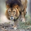 Stalking Lion 2