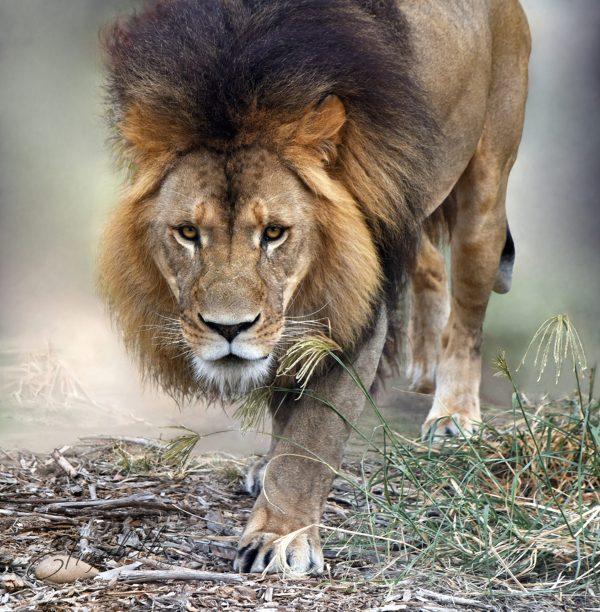 Stalking Lion 2