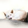 White Dingo