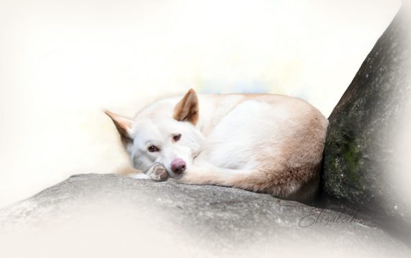 White Dingo