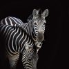 Zebra On Black