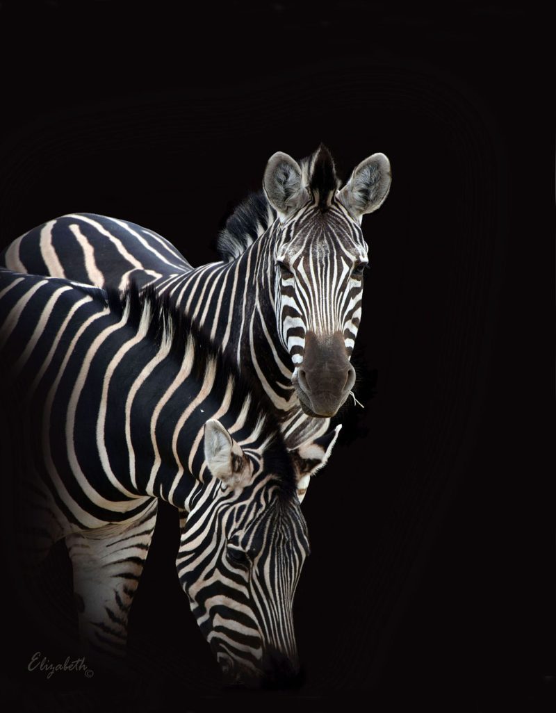 Zebra on Black