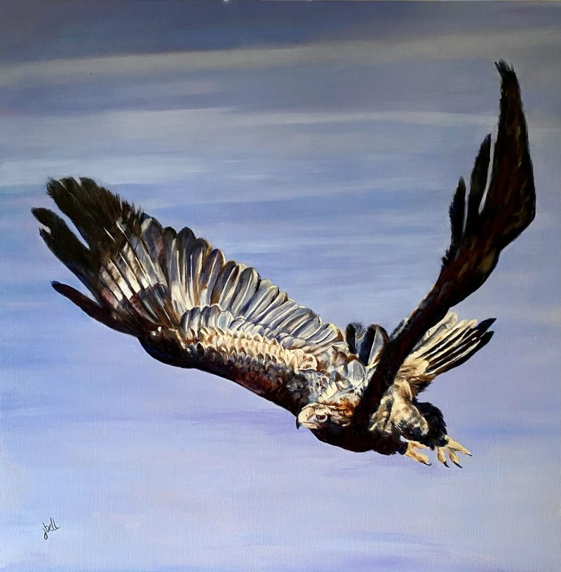 Velocity – Wedge Tail Eagle