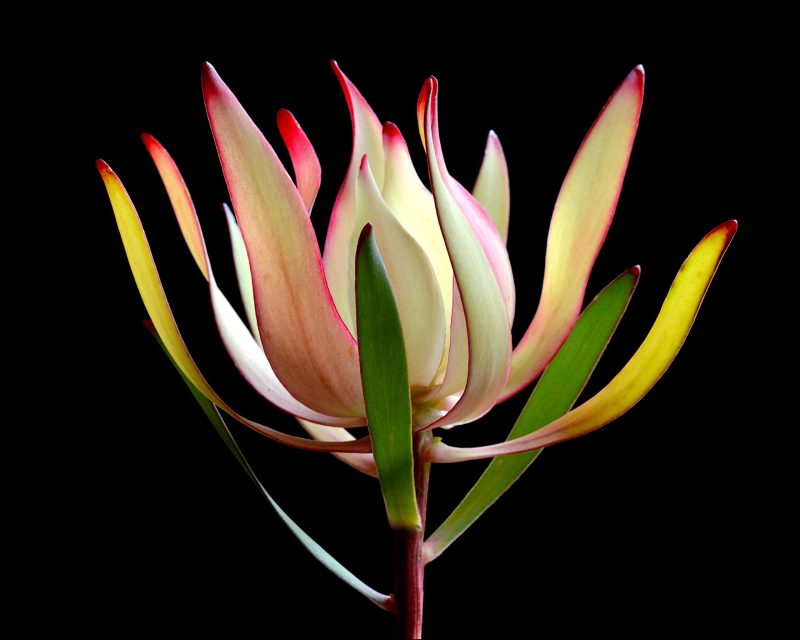 Leucadendron Ltd Ed Print