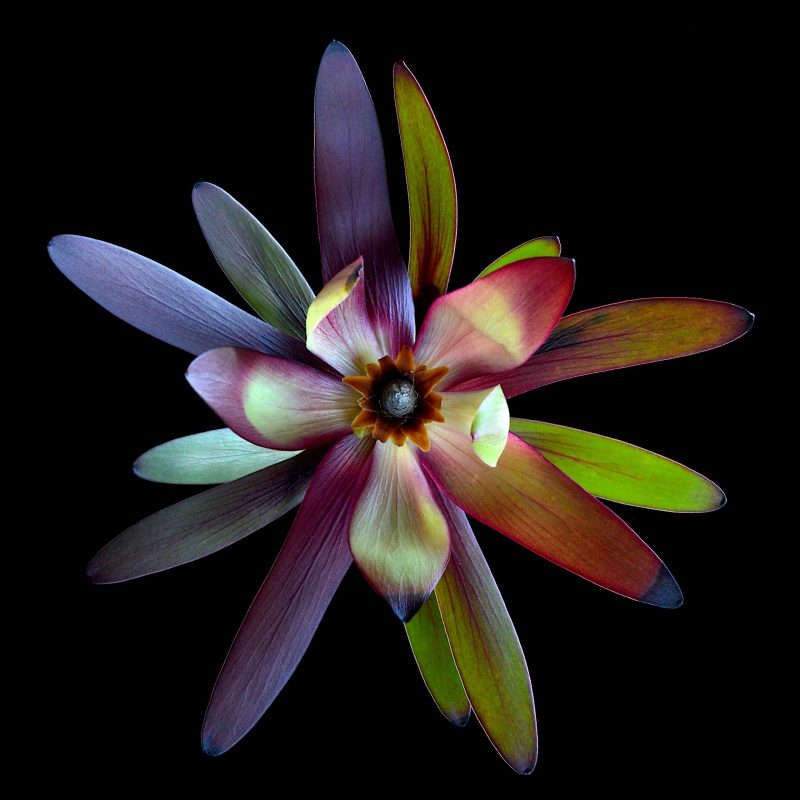 Beautiful Decay ~ Leucadendron Ltd Ed Print Framed – Custom Order