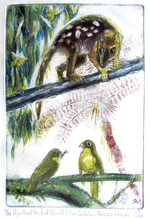 Spotted tailed Quoll and two Golden Bower birds