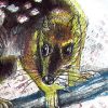 Quoll Det1