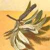 Vickie Liu Banksia And Leaves On Orange Study