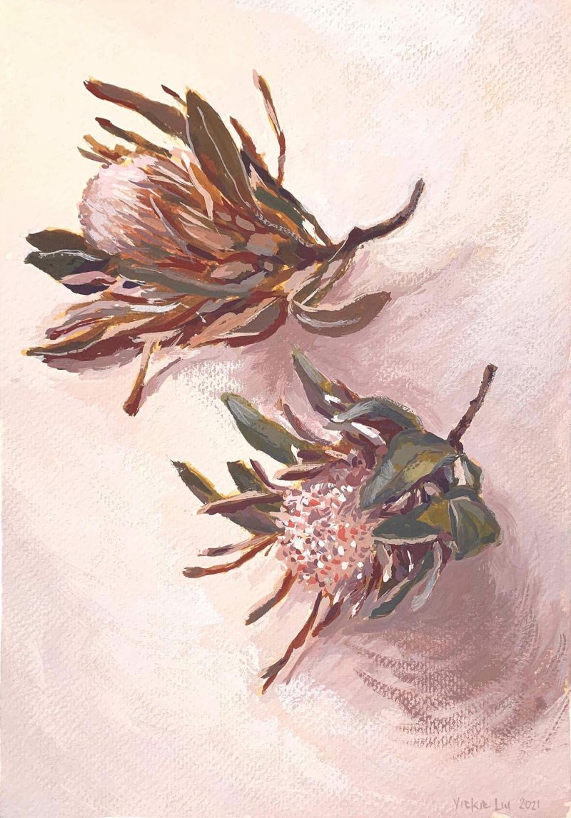 Two Dried Proteas Study