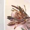 Vickie Liu Two Dried Proteas Painting Detail