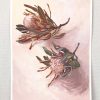 Vickie Liu Two Dried Proteas Study Painting