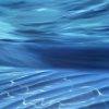 Close Up Alanah Jarvis Ocean Painting Underwater Yanyuwa
