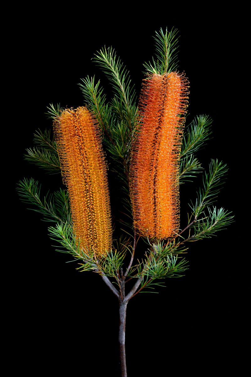 Banksia Giant Candles Ltd Ed Print Framed – Custom Order