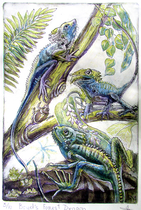 Boyd’s Forest Dragon