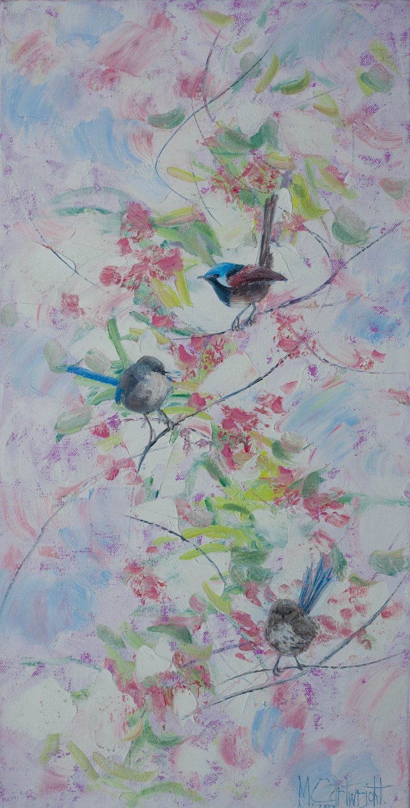 Fairy Wrens 2