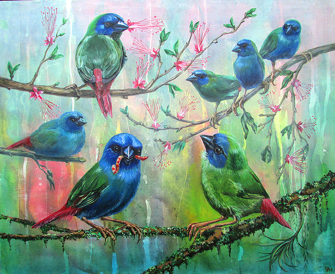 Blue Facer Perrot Finches Cm