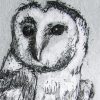 Barn Owl 1
