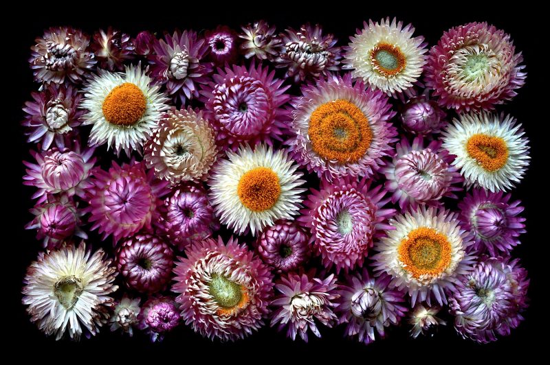 Everlasting Ltd Ed Print