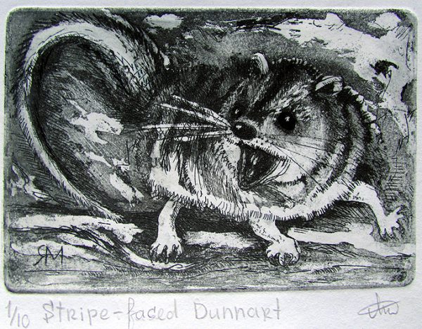 Etching Stripe Faced Dunnart Sm