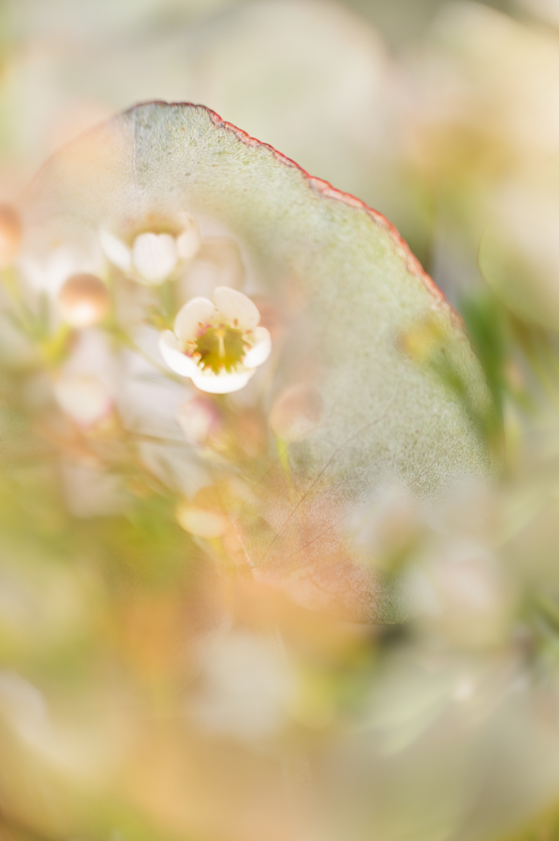 Glimpse of a Secret – Ltd Edition Print